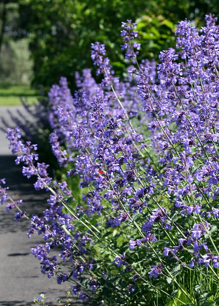 ネペタ ’ジュニアウォーカー’ 宿根草