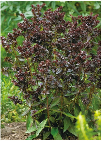 宿根フロックス・ブラインドライオン 宿根草のサムネイル