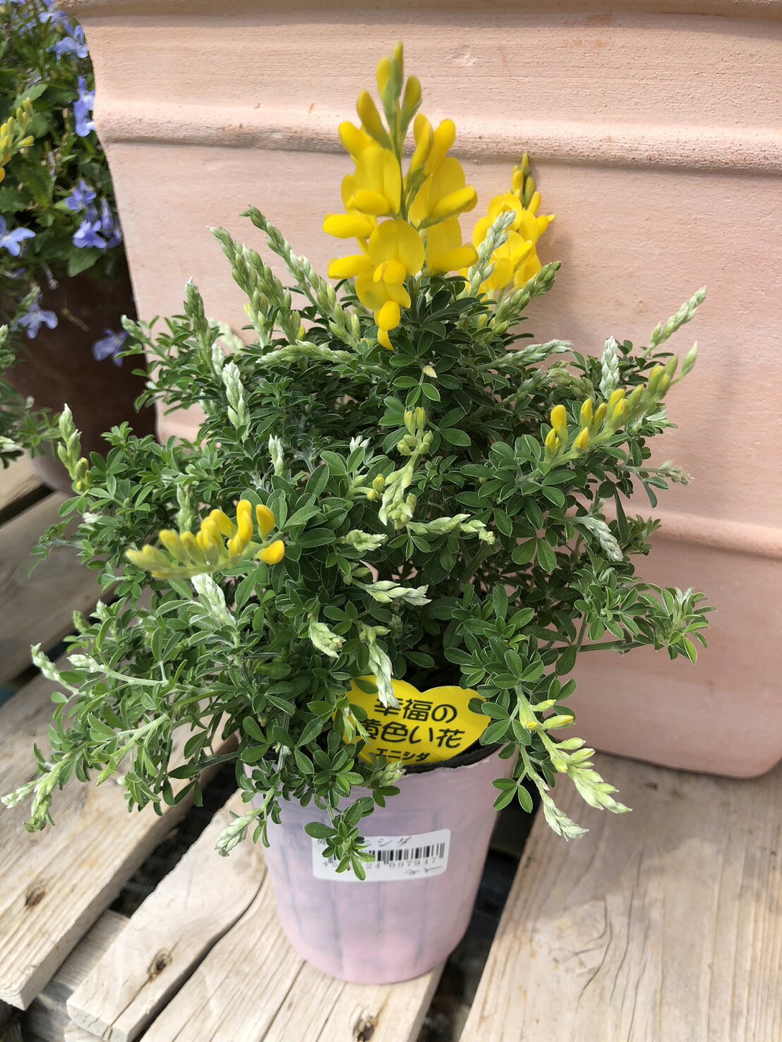 姫エニシダ（ヒメエニシダ）　落葉低木　5号スリット鉢植え