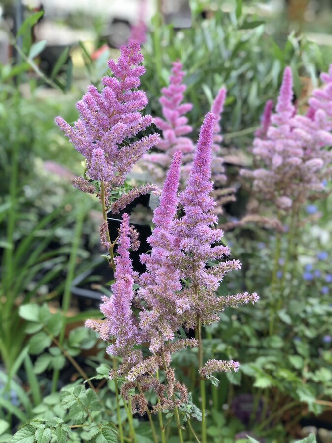 アスチルベ ’ブラックパール’ 宿根草 11cm角ポット