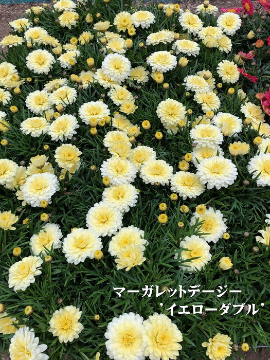 Rakuten - マーガレットデージー　宿根草　10.5cmポット