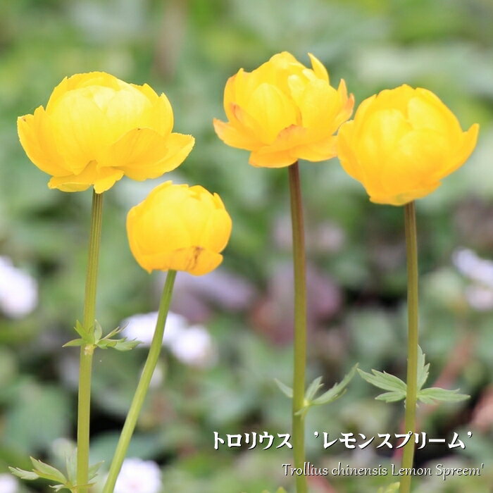 Rakuten - トロリウス　耐寒性宿根草　10.5cmポット
