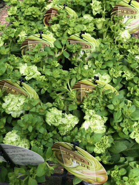 Petunia - ペチュニア　’ミディヴェルデ’　湘南ヴェルデシリーズ　中輪八重咲き　10.5cmポット