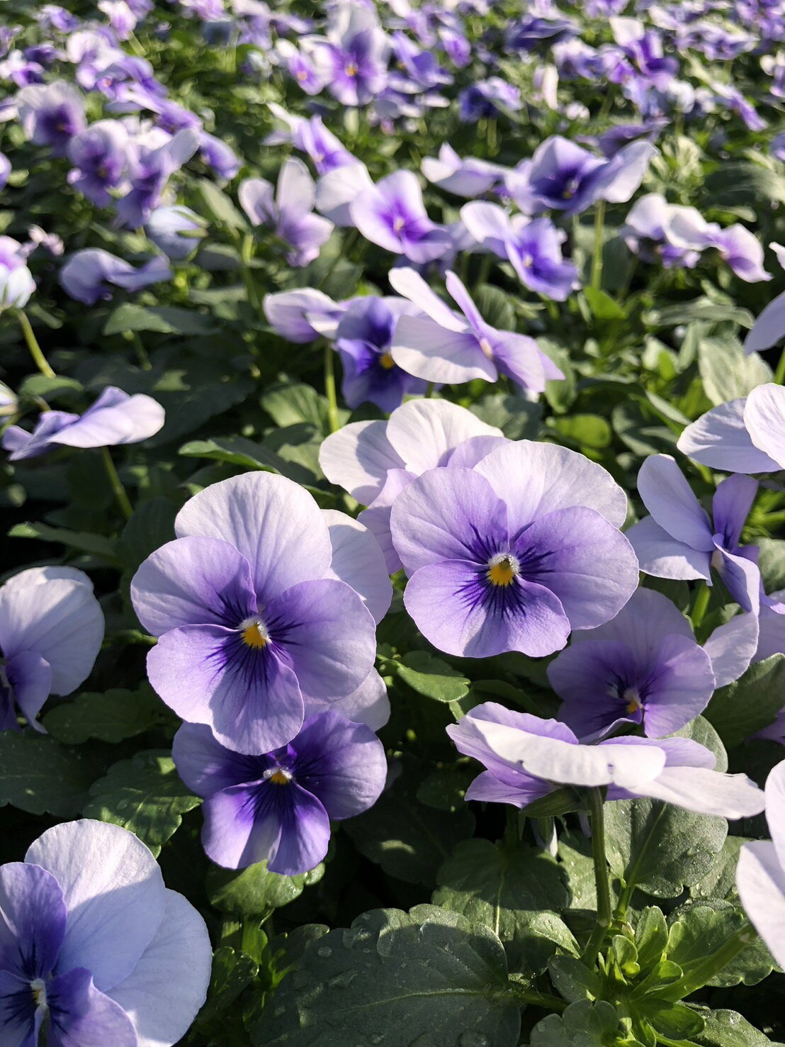 ウインターパンジー・F1ナチュレ ’ブルーインプ’　 一年草　10.5cmポット