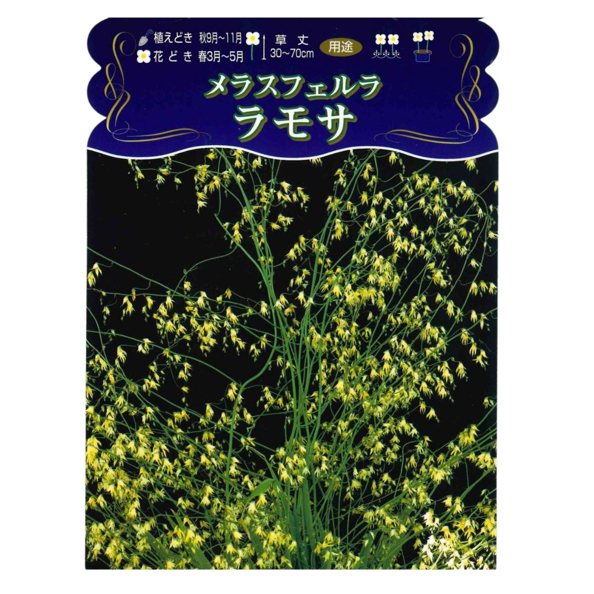 【敬老の日 おすすめ 最大20%OFF】メラスフェルラ ラモサ 秋植え 球根 4個 国産 ガーデニング 園芸 花 庭 フラワー 花壇 秋植え ガーデン ゆうパケットで送料無料