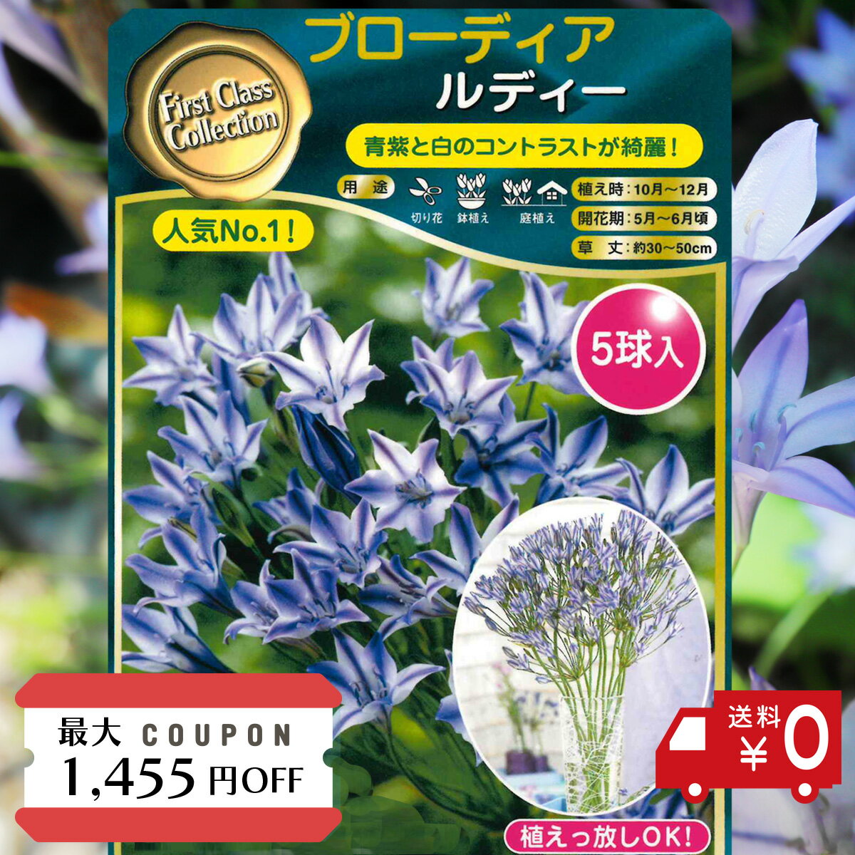 最大1,455円OFF クーポン!! ガーデニング 秋植え 球根 ブローディア トリテレイア ルディ 花 丈夫 球根 花 球根 種子 ラクサ 青 紫 白 寄せ植え 植えっ放し 花木 草花 ガーデン 栽培 プランター ベランダ 庭 花壇 切り花 原種 ヒメアガパンサス ルディー 球根 5球 送料無料