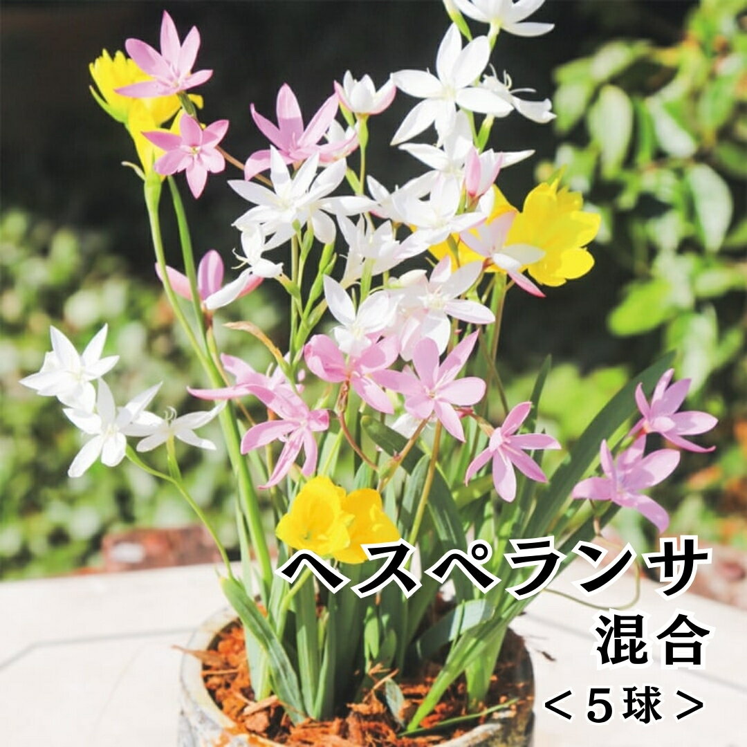【レビュー投稿でプレゼント!】ヘスペランサ 混合 球根 秋植え ガーデニング 芳香 珍しい 花 種子 寄せ植え プランター 鉢植え ガーデン 園芸 ベランダ 庭...