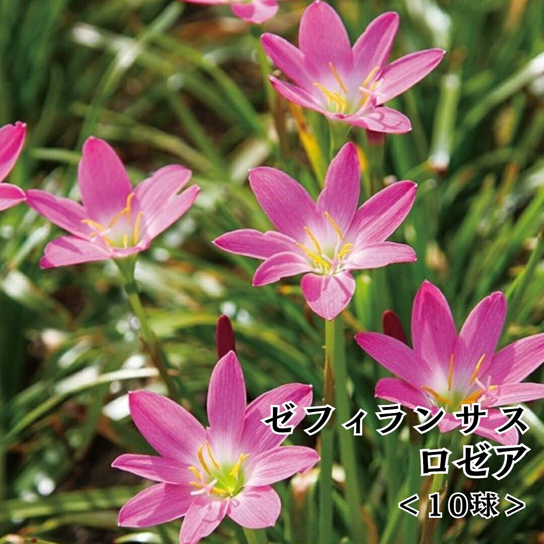【おまとめ買いクーポン対象】春植え球根 レインリリー ゼフィランサス 植えっぱなし 球根 春 鉢植え 花壇 庭植え 丈夫で育てやすい 球根 夏 秋 ペレニアル 多年草 zephyranthes ゼフィランサス ロゼア 送料無料