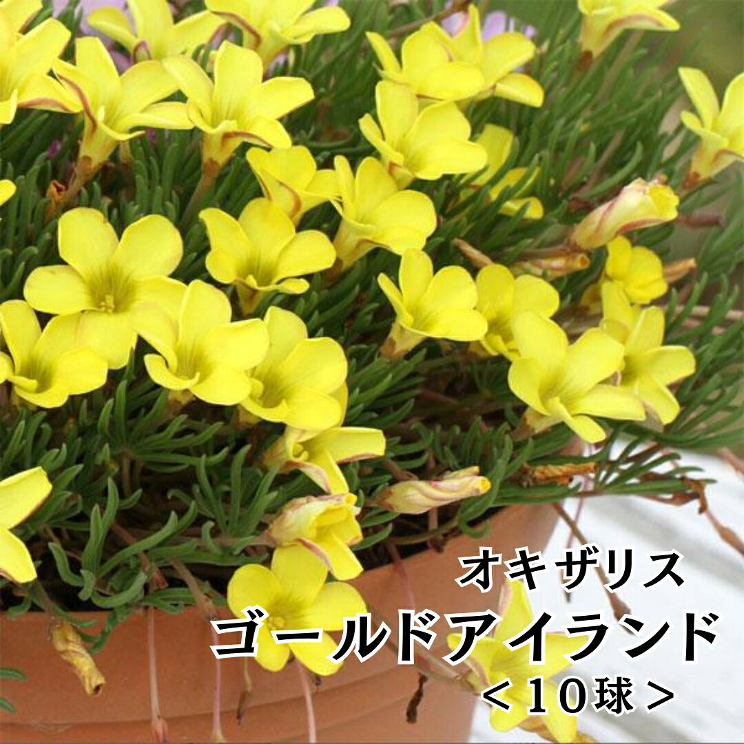 楽天市場】オキザリス 球根の通販