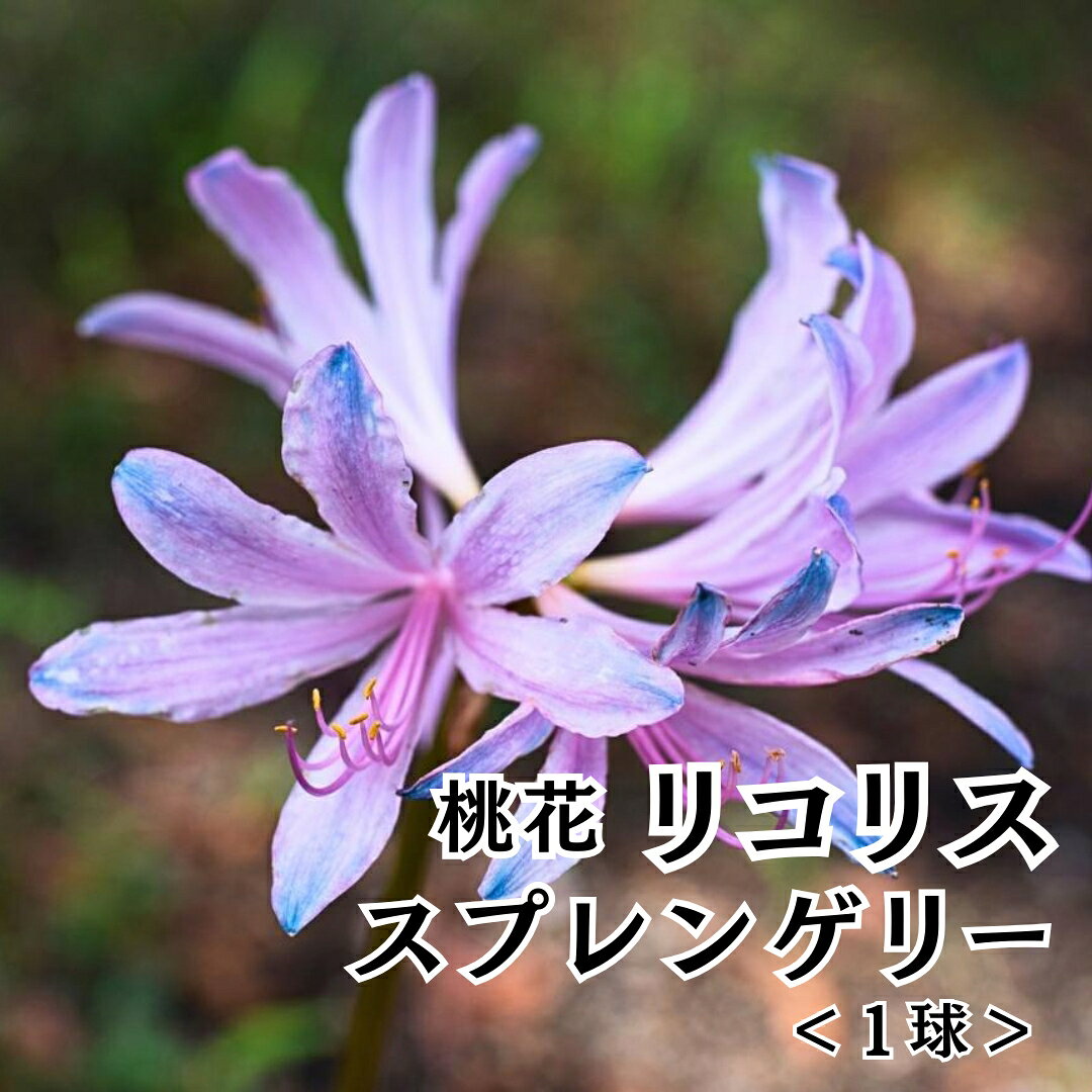 秋植え 球根 2026リ桃花 コリス スプレンゲリー 珍しい花色 ガーデニング 秋の花 ヒガンバナ ギントウカ 曼珠沙華 まんじゅしゃげ 大輪 彼岸花 日本製 国産 千葉県産 Lycoris桃花リコリス スプレンゲリー1球入り 送料無料