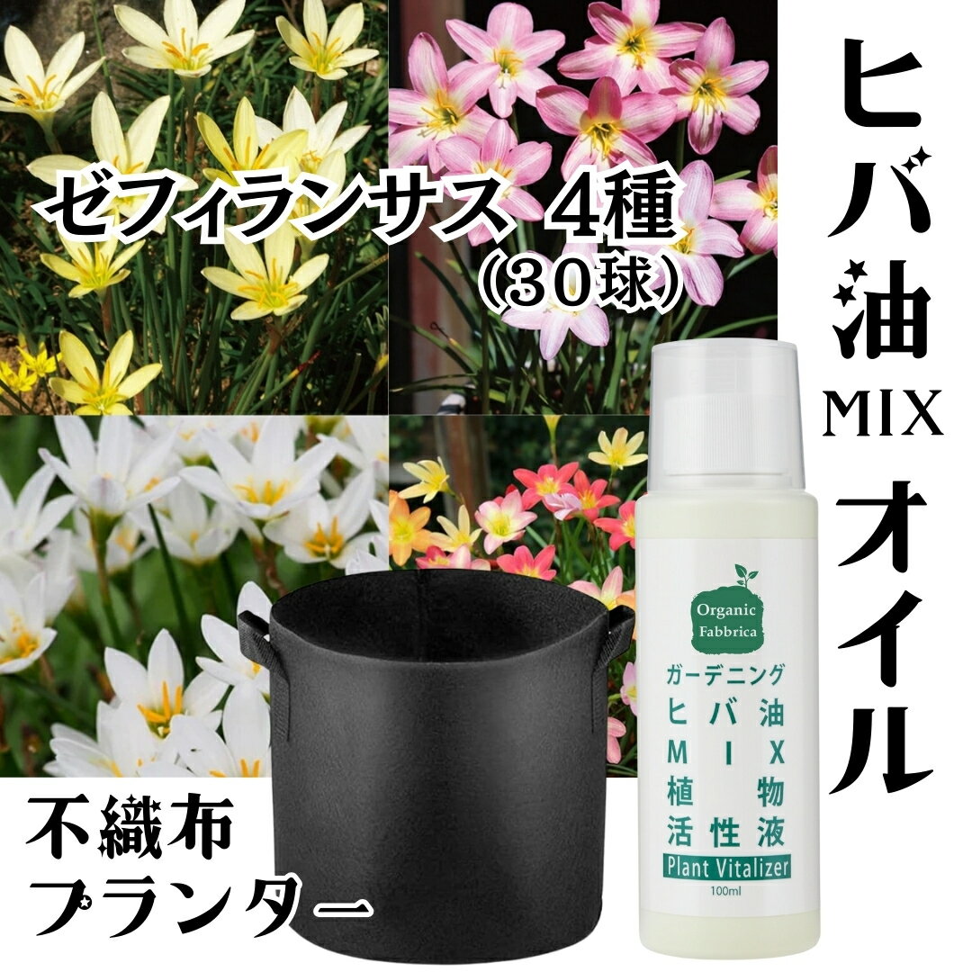 【月間優良ショップ受賞☆】お得 春植え 球根 30球 ヒバミックス 植物活性剤 庭 園芸 花 贈り物 多年草 ゼフィランサス Zephyranthes 国産 4種セット植えっぱなし球根 (春 球根 ゼフィランサス ) 簡単 便利な 不織布ポット 3枚 ヒバ油MIXオイル 送料無料 セット(送料無料)