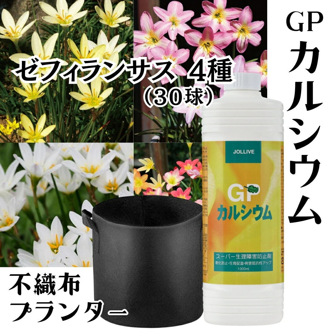 【月間優良ショップ受賞☆】お得 春植え 球根 30球 & カルシウム 庭 花 園芸 贈り物 多年草 ゼフィランサス Zephyranthes 国産 4種セット植えっぱなし球根 (春 球根 ゼフィランサス ) 簡単 便利な 不織布ポット 3枚 & GPカルシウム セット(送料無料)