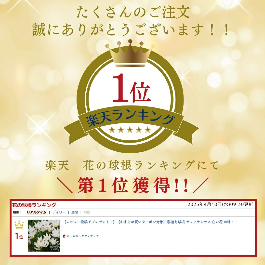 【レビュー投稿でプレゼント！】【おまとめ買いクーポン対象】春植え球根 ゼフィラ...