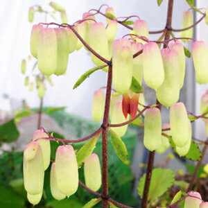 楽天市場 送料無料 幸せの葉マザーリーフ ハカラメ お試し 観葉植物 セット 植木 花 多肉植物 子孫繁栄 子宝 小笠原フルーツガーデン