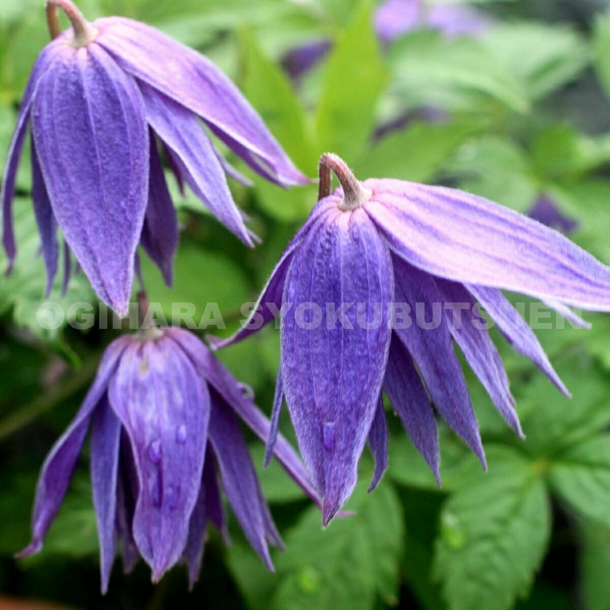 クレマチス ‘カンパニュリナ プレナ’ 2年苗