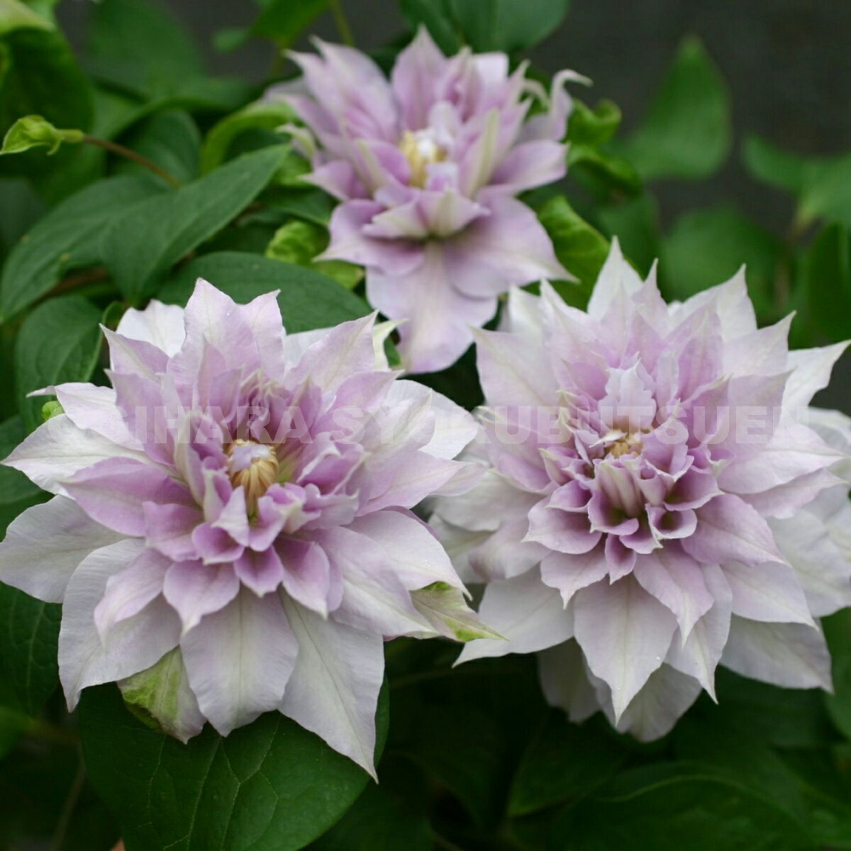 ����ޥ��� �ƥ٥� ���� �������󥰡� 1ǯ��