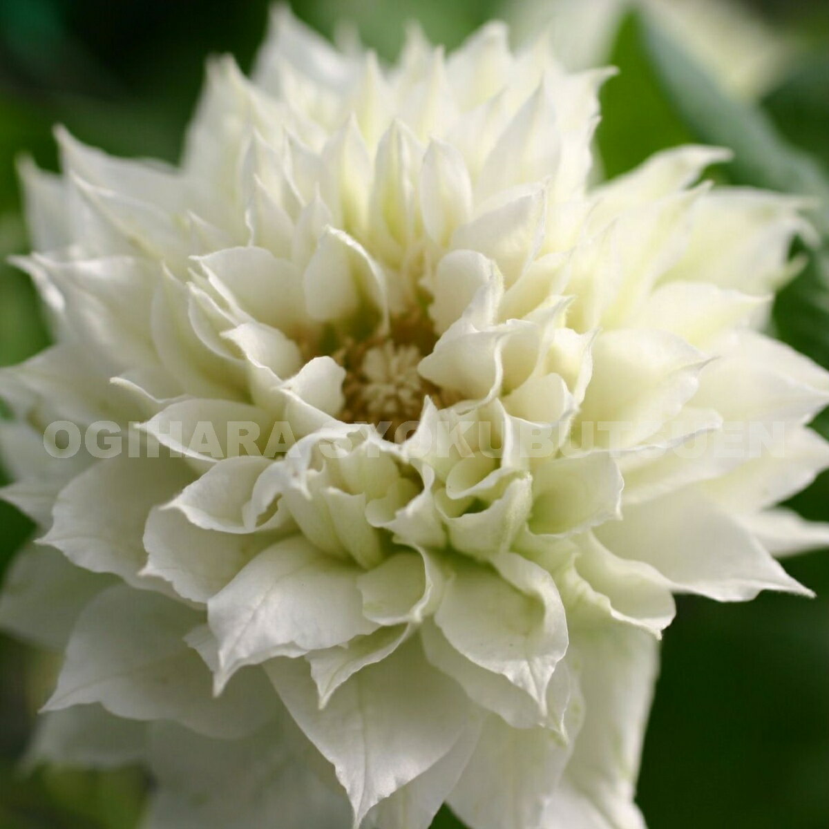 ����ޥ��� �ƥ��å����� ���� ������Х�� 1ǯ��