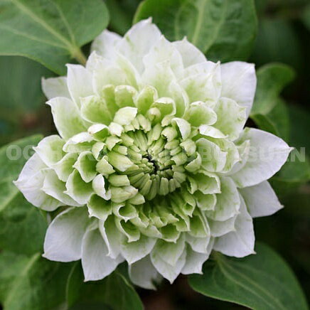 クレマチス ‘こはな’ 2年苗