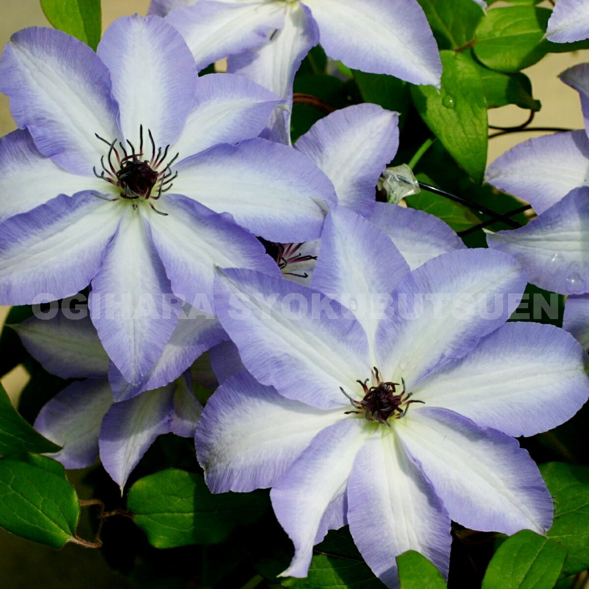 クレマチス ‘美佐世’（ミサヨ） 1年苗