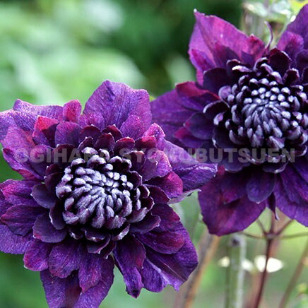 クレマチス ‘ストーリーズ' (PVP) 2年苗...