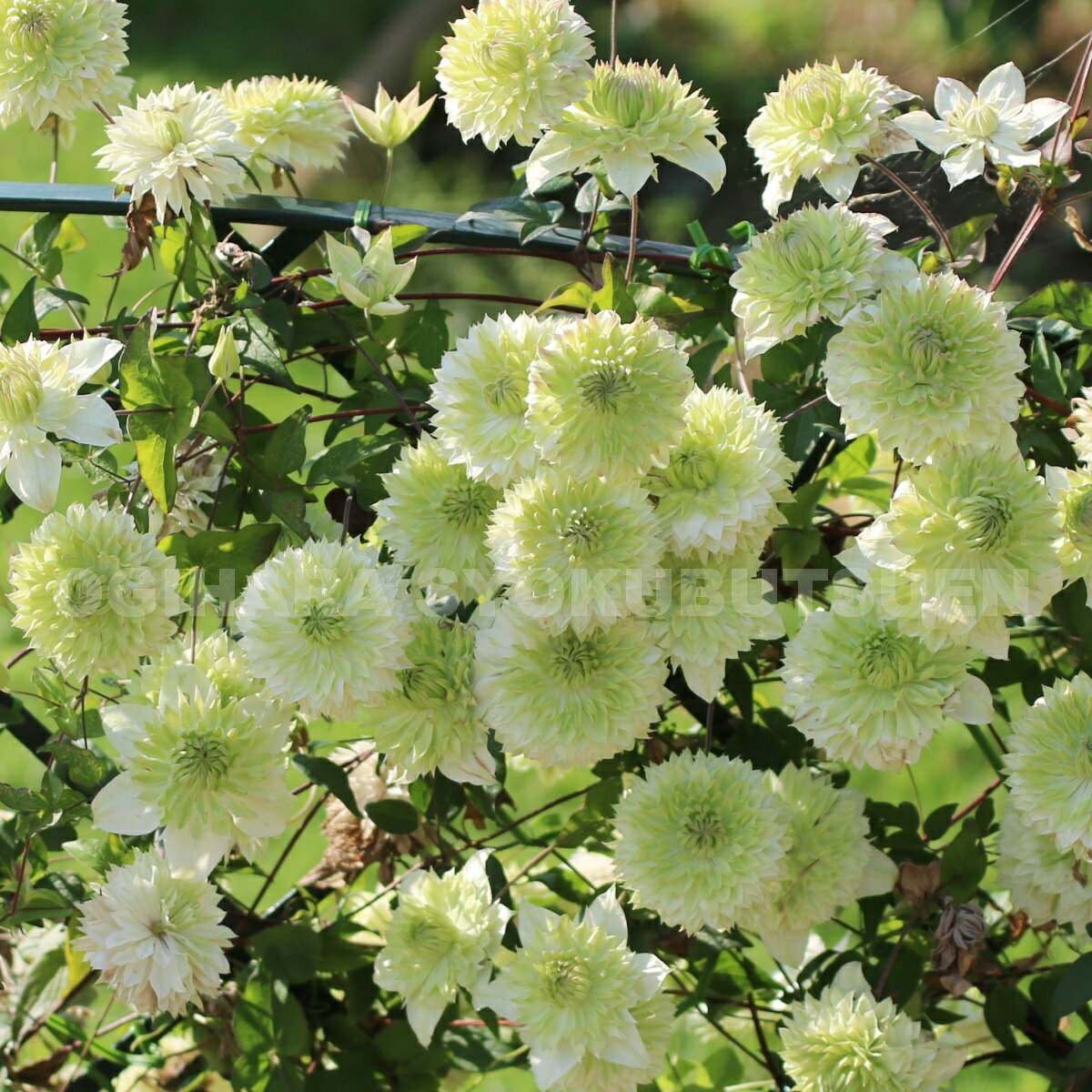 ����ޥ����������šʥ����ޥ󥨡� 1ǯ��