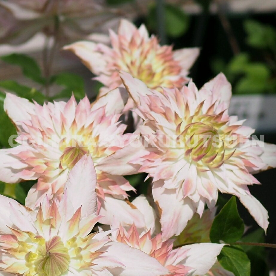 クレマチス　‘五弓桃万重’（ごきゅうももまんえ） 1年苗