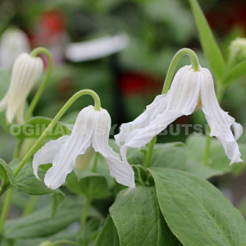 クレマチス　インテグリフォリア ‘アルバ’ 2年苗