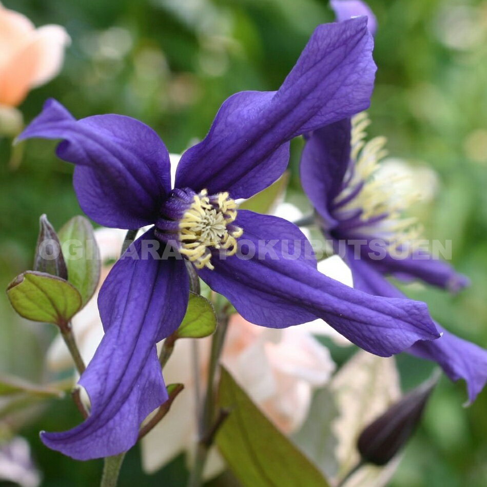 クレマチス ‘ニュー ヘンダーソニー’（プチフォーコン） 2年苗