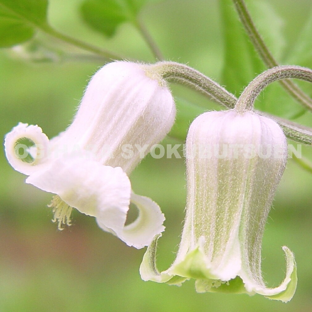 桜　苗木　大阪冬桜　桜　苗木　おおさかふゆざくら　オオサカフユザクラ　　苗木　苗　【庭木 花木 桜 サクラ さくら】