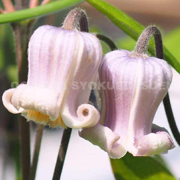 楽天市場】クレマチス 珍しい 品種（種類（植物）クレマチス）の通販