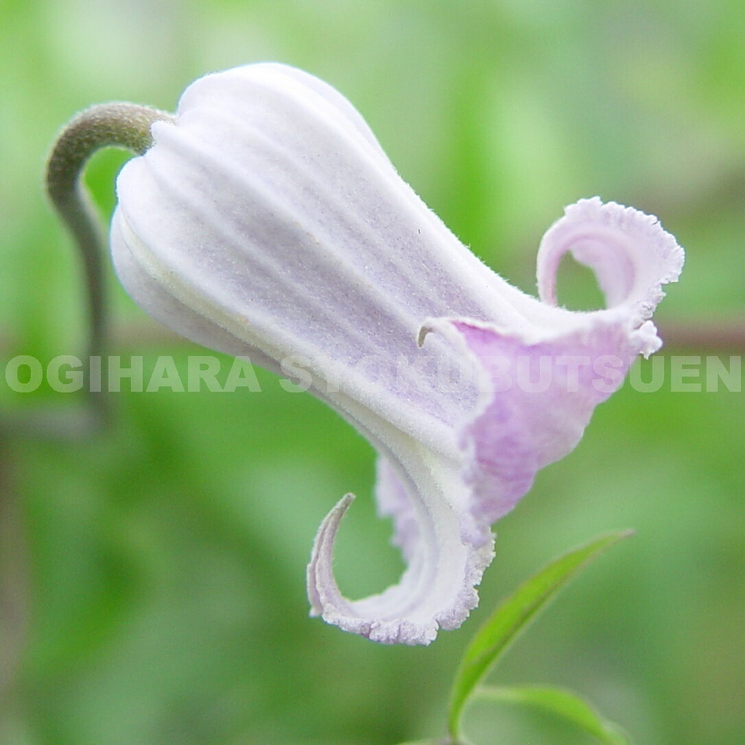 クレマチス ‘吉野霞’(よしのがすみ) 1年苗