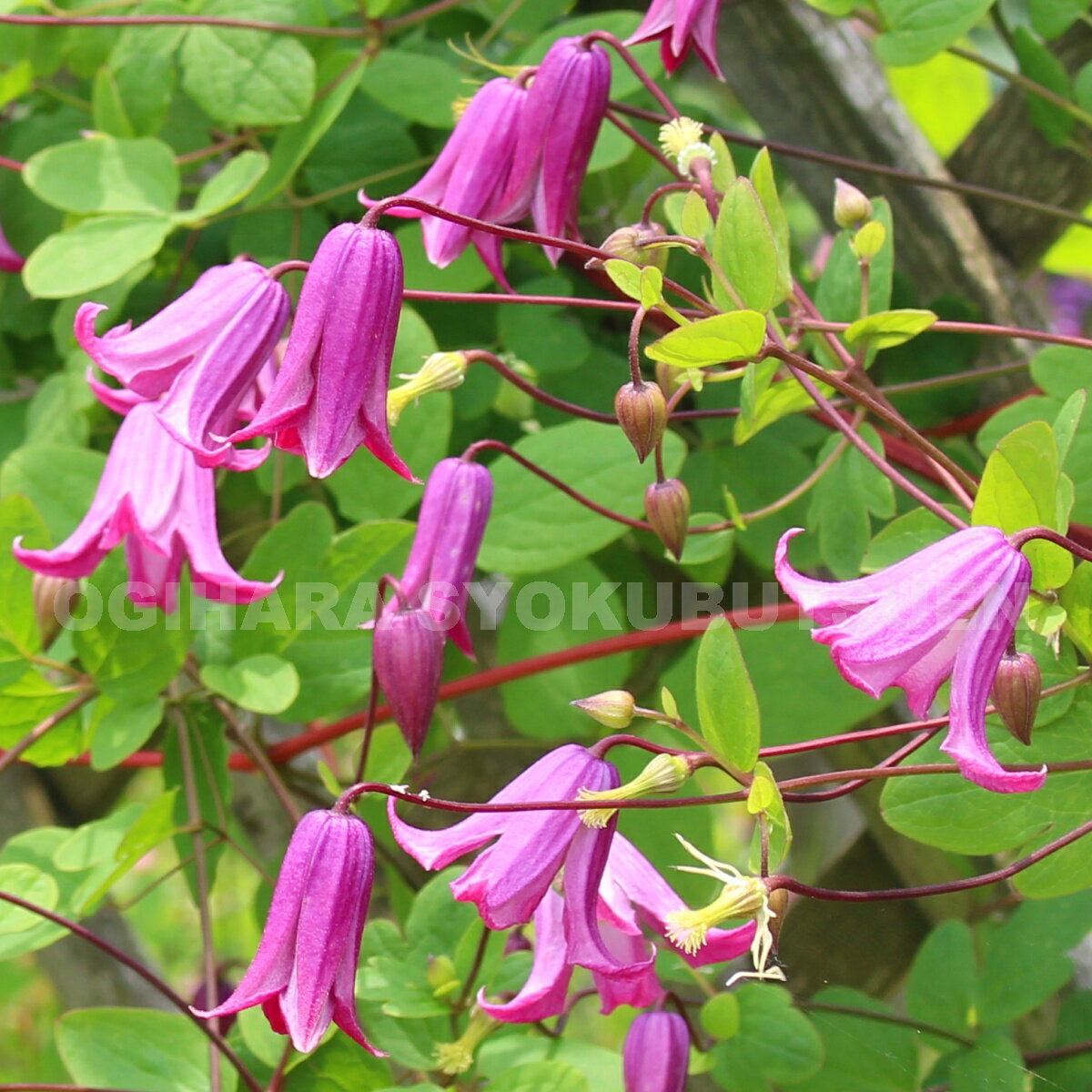 楽天市場 クレマチス 踊場 オドリバ 1年苗 おぎはら植物園 みんなのレビュー 口コミ