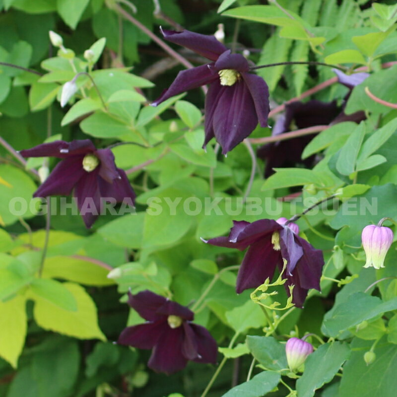 ����ޥ��� �ƥ��ޥ������ 1ǯ��