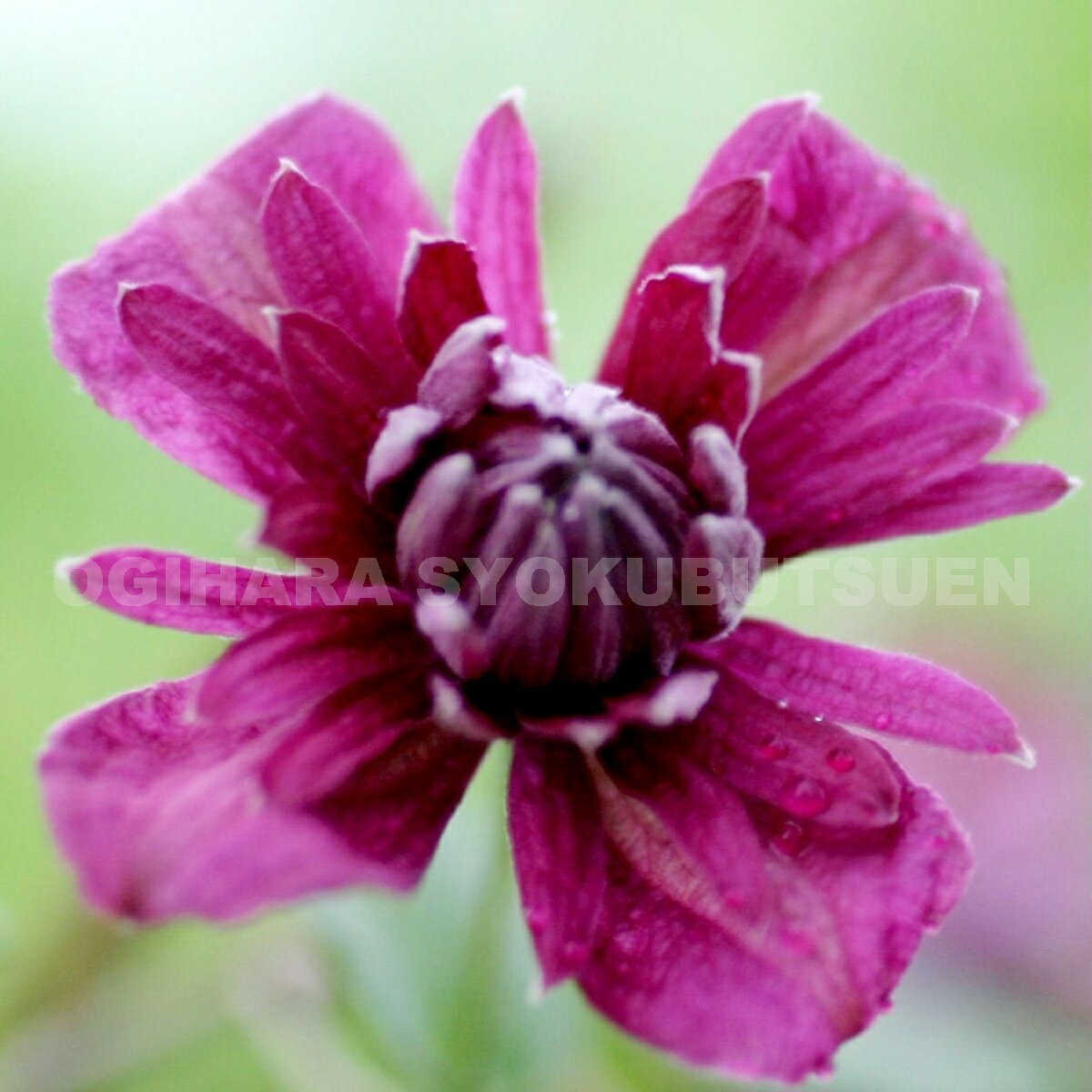 クレマチス　ビチセラ ‘パープレア プレナ エレガンス’ 2年苗のサムネイル