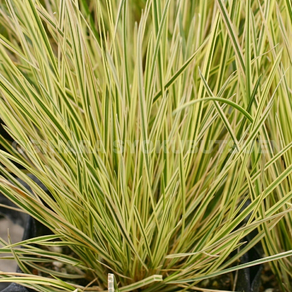 グラス　ディスチャンプシア ‘ノーザンライツ’のサムネイル