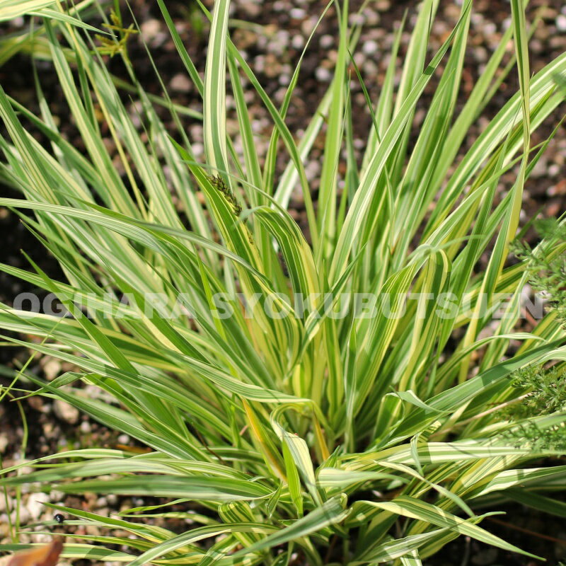 グラス モリニア ‘バリエガータ’