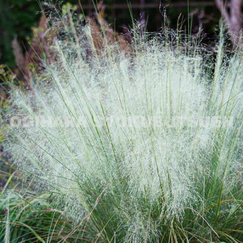 グラス　ミューレンベルギア ‘ホワイト クラウド’（アルビダ）