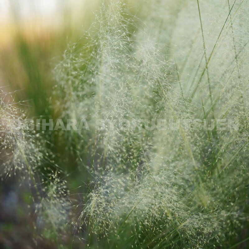 グラス　ミューレンベルギア ‘ホワイト クラウド’（アルビダ）