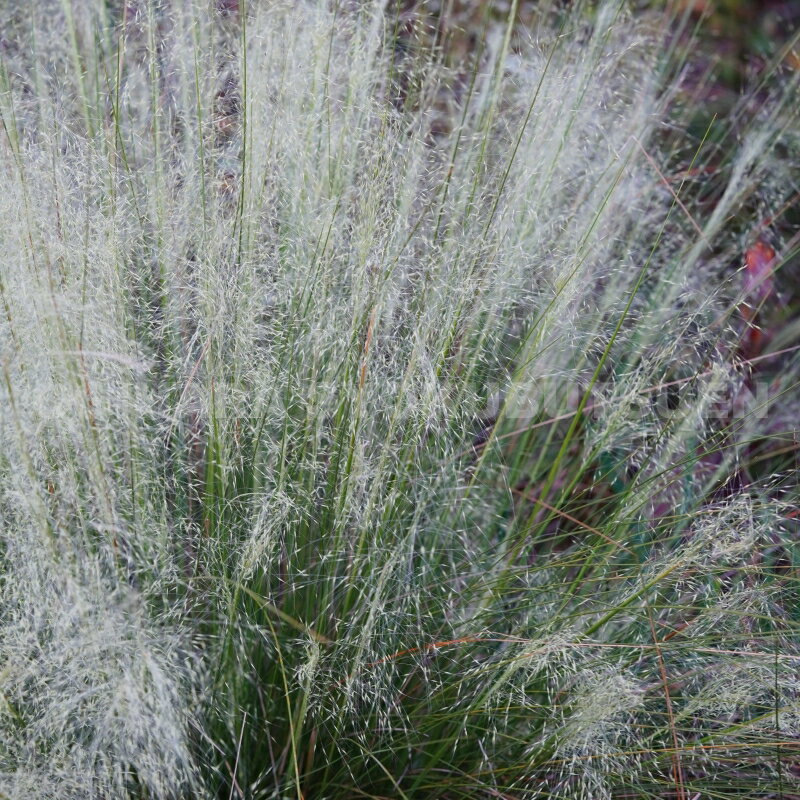 グラス　ミューレンベルギア ‘ホワイト クラウド’（アルビダ）