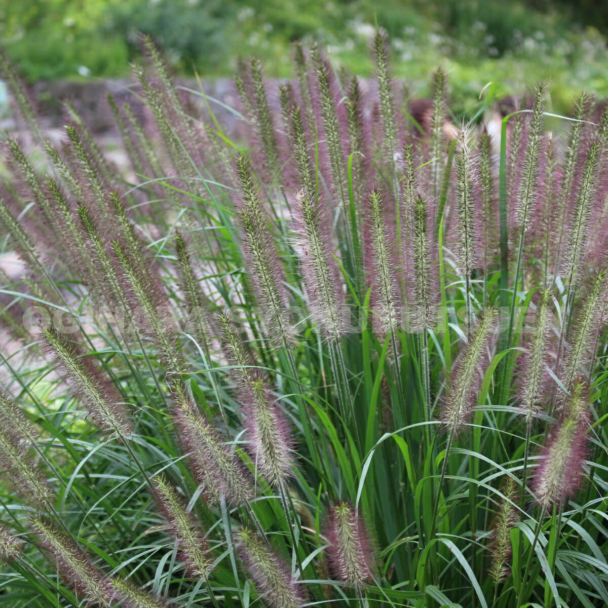 特大ペニセツム  セタケウム ☆パープルファウンテン☆入荷しました♪ 特大ペニセツム セタケウム ☆パープルファウンテン☆入荷しました