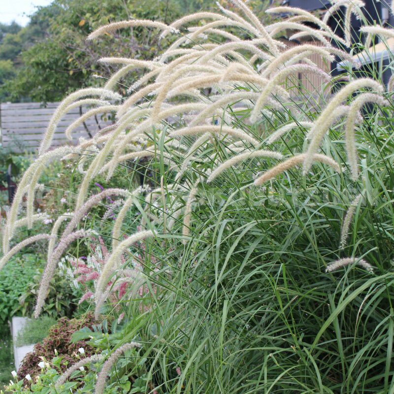 グラス　ペニセタム ‘トール テールズ’のサムネイル