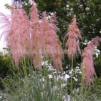 楽天市場 グラス パンパスグラス ピンク コータデリア セロアナ おぎはら植物園 楽天市場 グラス パンパスグラス ピンク コータデリア セロアナ おぎはら植物園