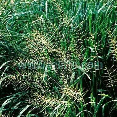 ���饹���ܥȥ�֥饷 ���饹��=����ॹ���ҥ��ȥꥯ����