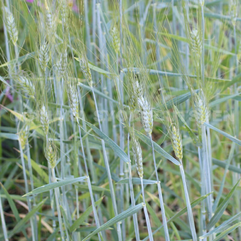 ���饹������ॹ �ƥ������� �֥롼��