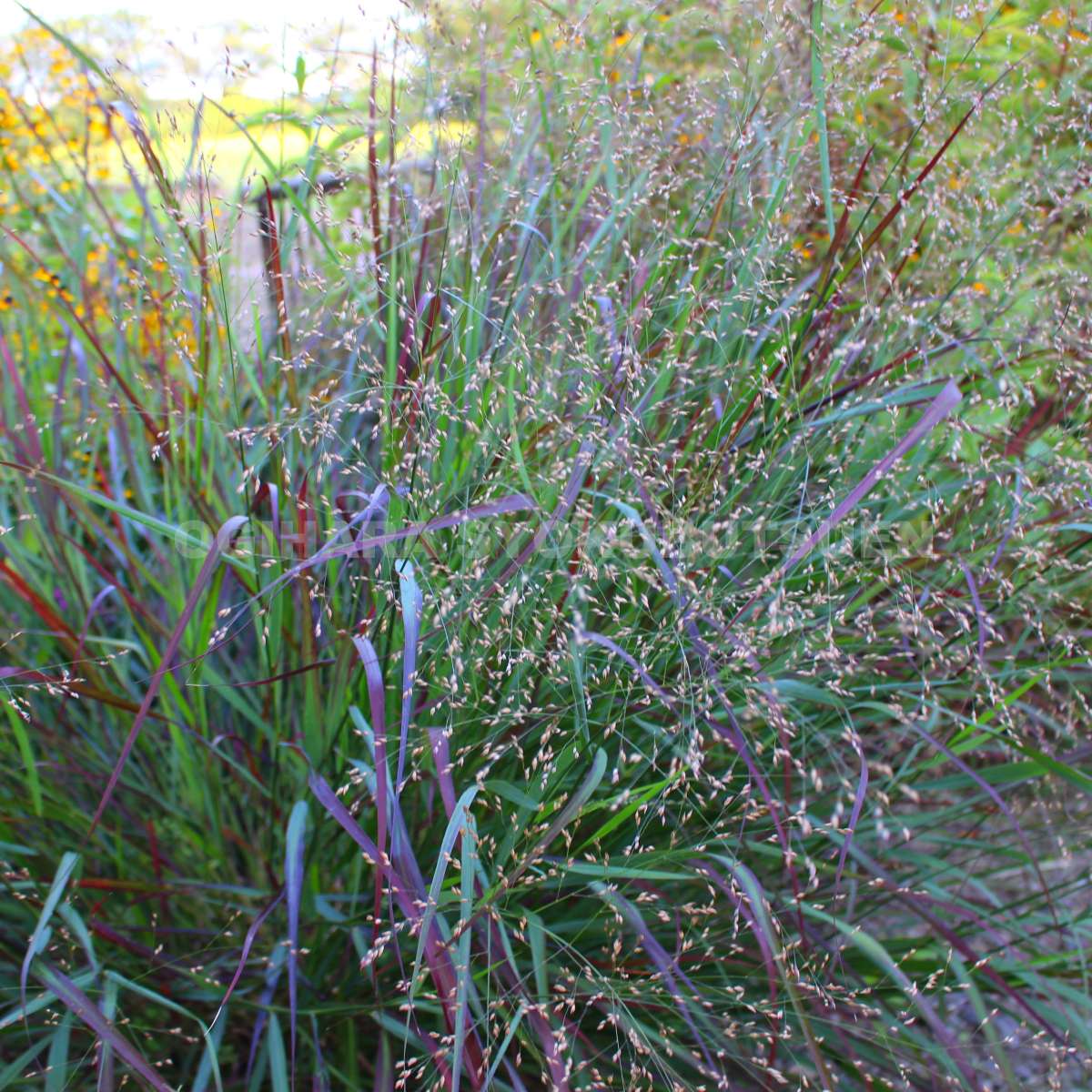 グラス　パニカム ‘シェナンドア’のサムネイル