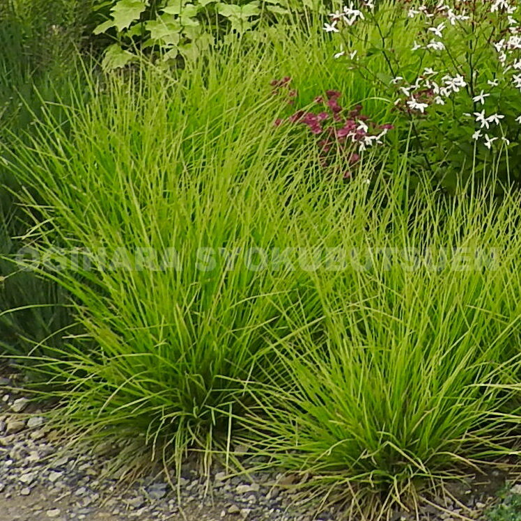 グラス　セスレリア　オータムナリス （セスレリア　アルゲンティア）