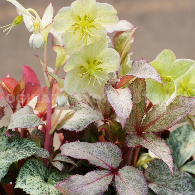 クリスマスローズ　アーグティフォリウス（コルシカス）‘スノーフィーバー’大苗（4.5号）