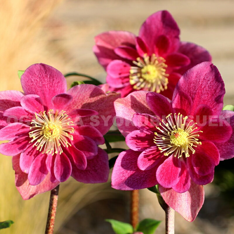 クリスマスローズ　雪の妖精 ‘フリー ルビー’ 大苗（4.5号）