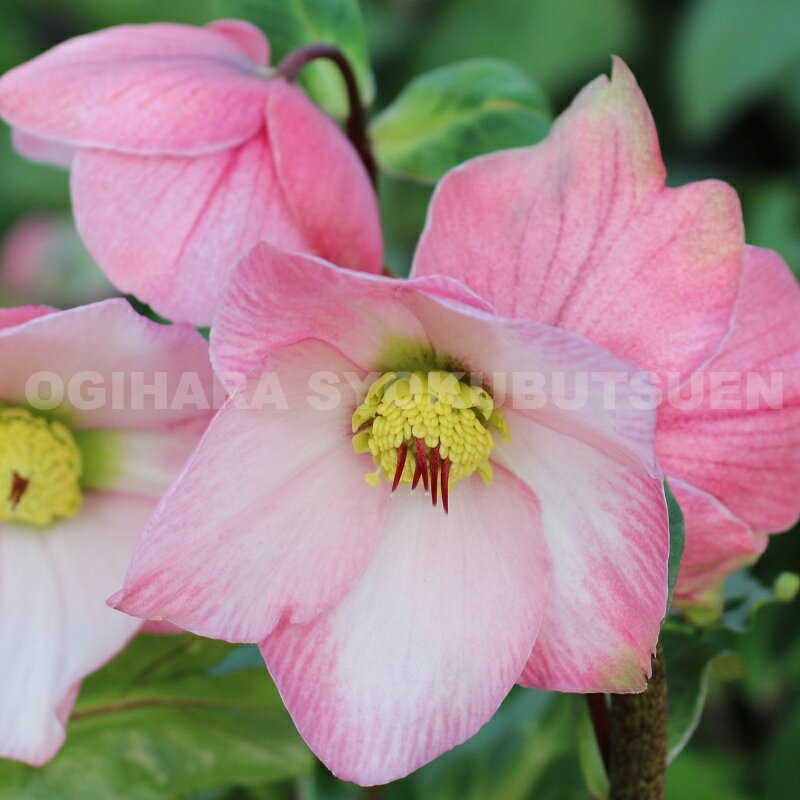 クリスマスローズ雪の妖精‘ケイティ’大苗