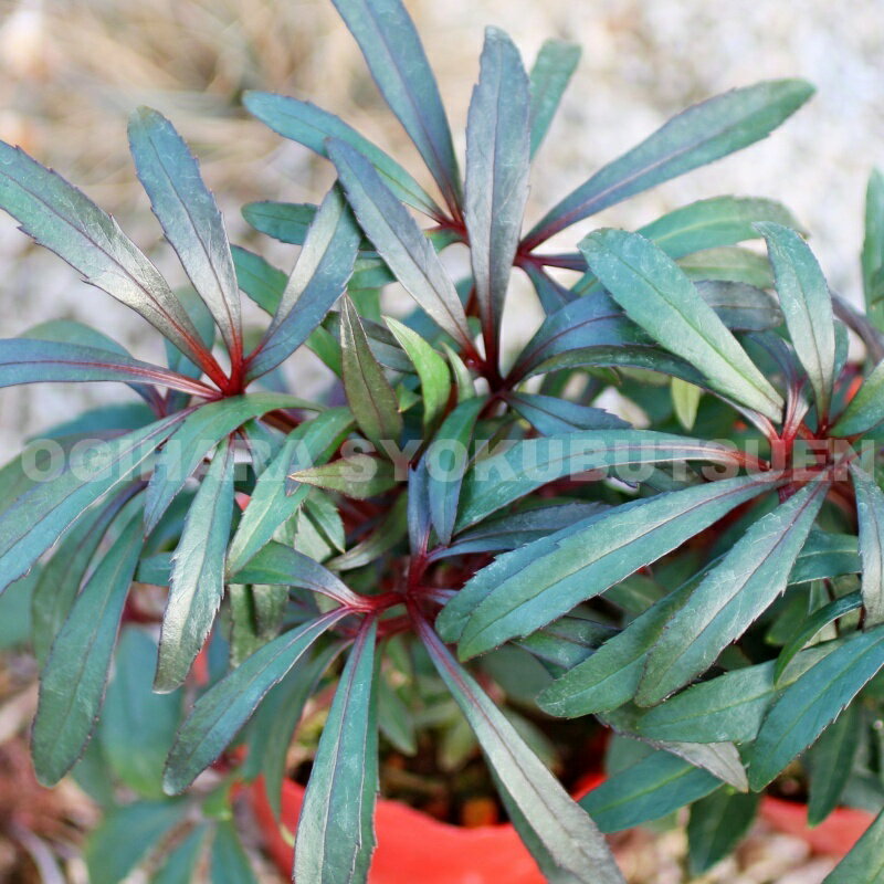 クリスマスローズ　フォエチダス ‘レッド スター’ 小苗